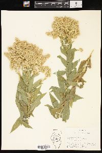 Solidago lepida image