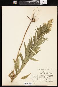 Solidago canadensis var. scabra image