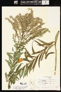 Solidago canadensis var. scabra image