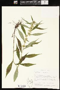 Solidago curtisii image