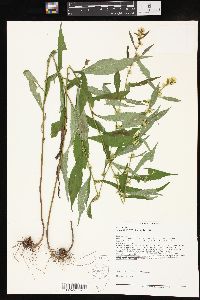 Solidago curtisii image