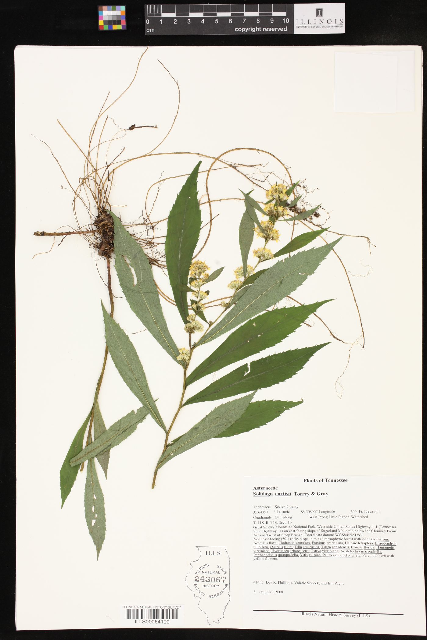 Solidago curtisii image