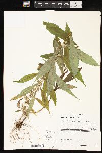 Solidago curtisii image