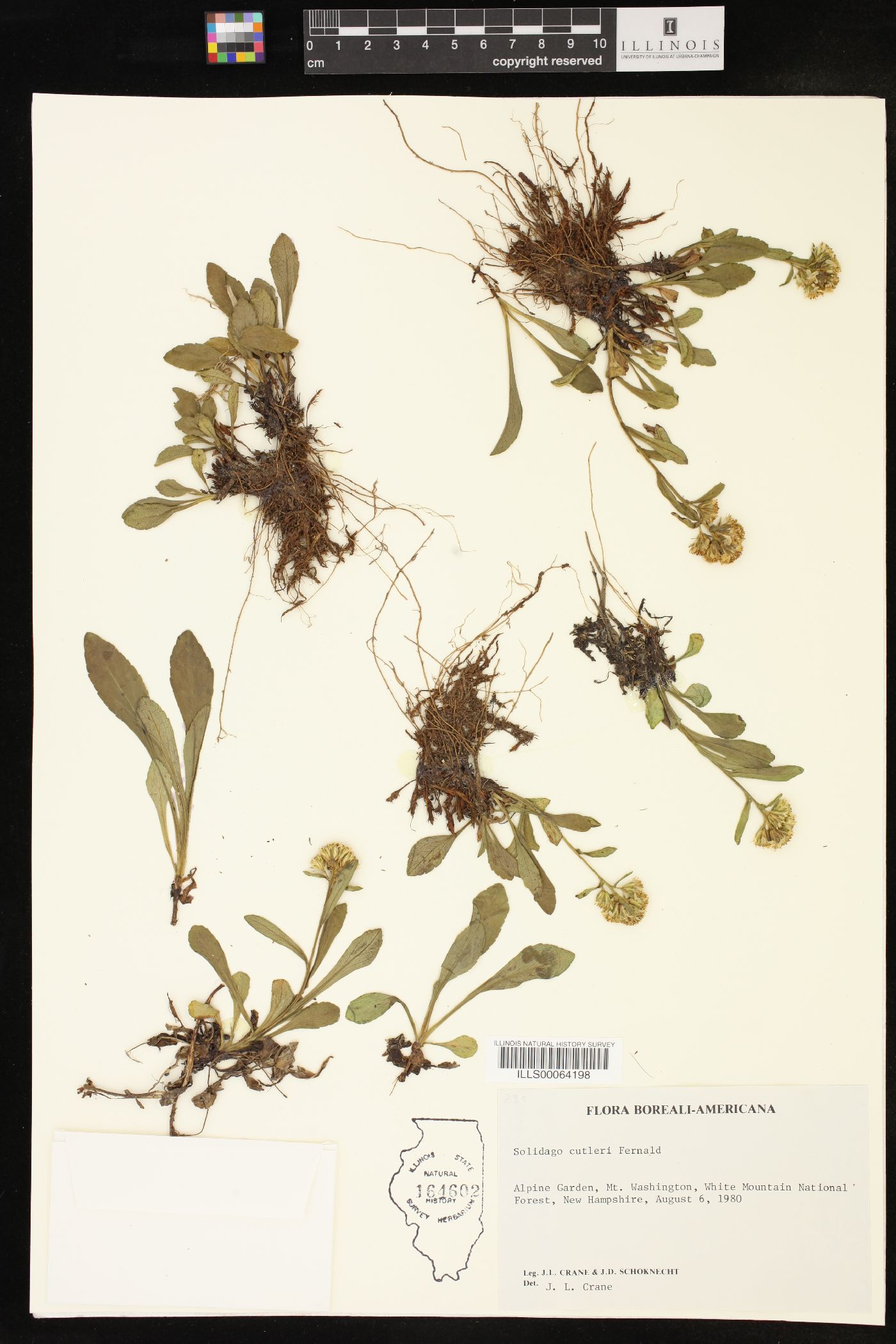 Solidago cutleri image