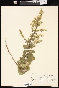 Solidago drummondii image