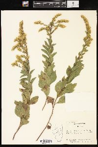 Solidago drummondii image