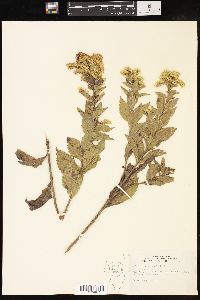 Solidago drummondii image