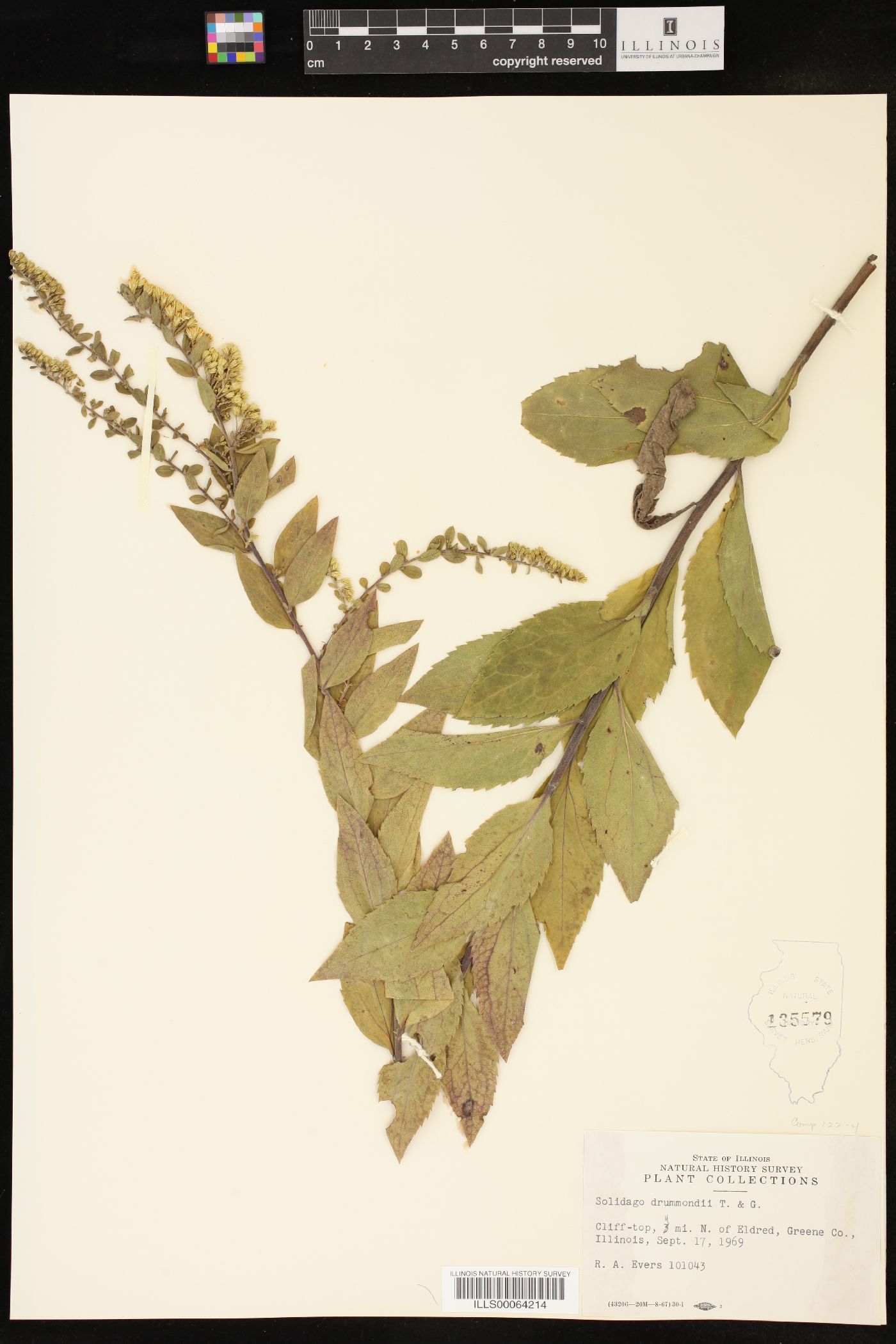 Solidago drummondii image