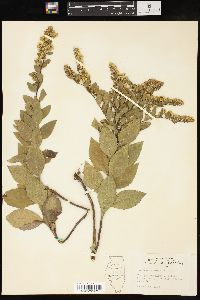 Solidago drummondii image