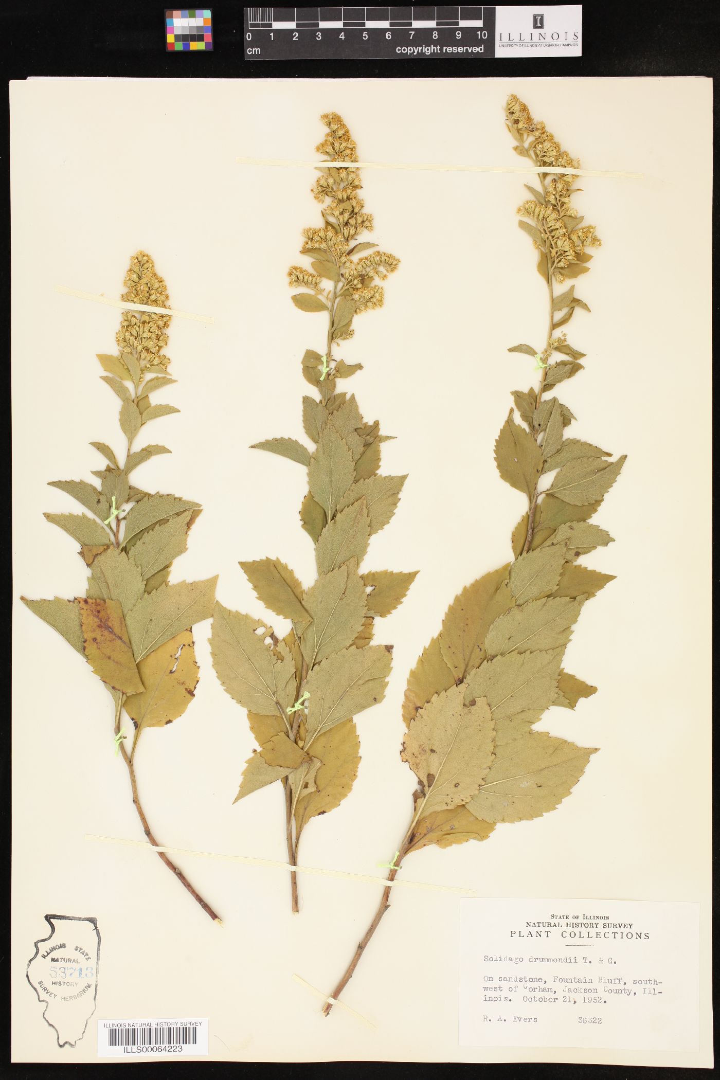 Solidago drummondii image