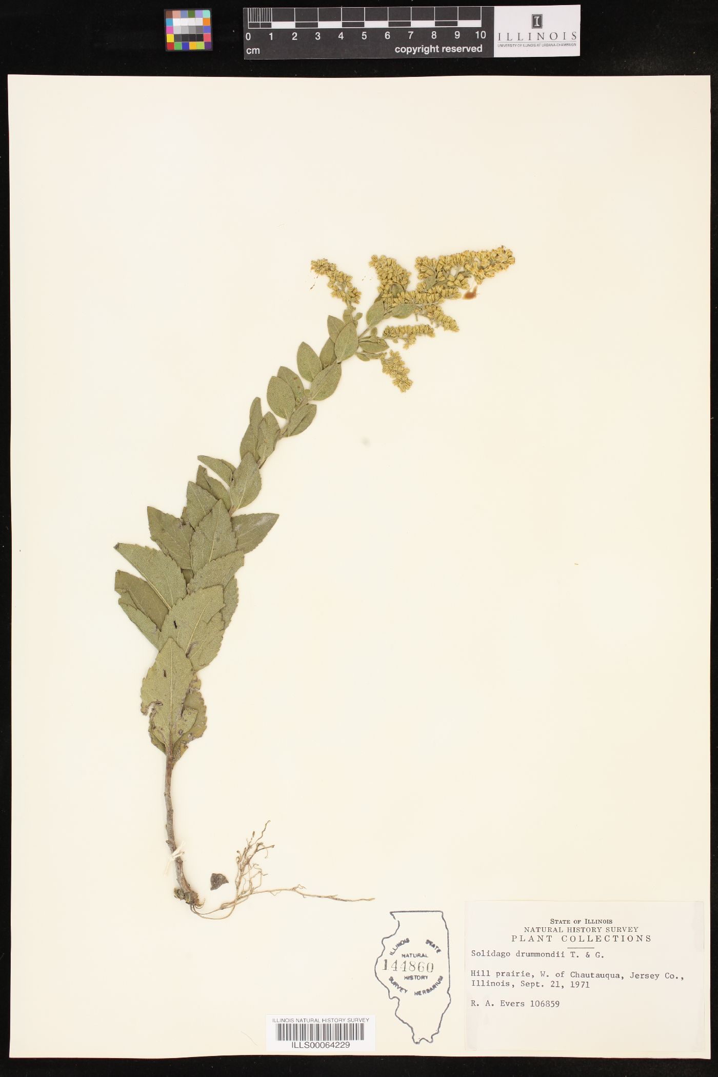 Solidago drummondii image