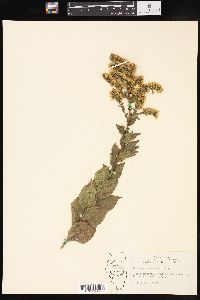 Solidago drummondii image