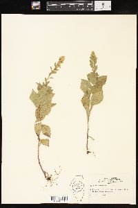 Solidago drummondii image