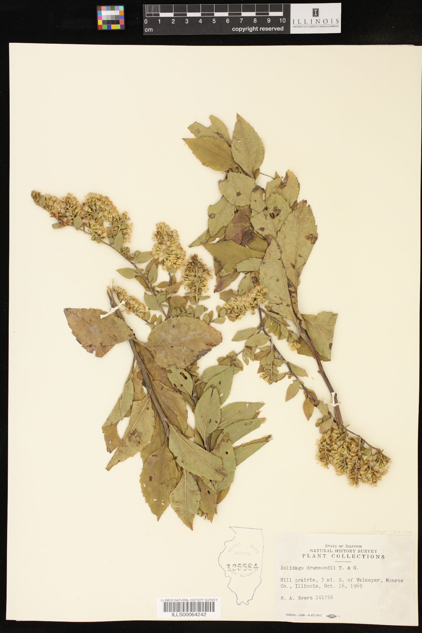Solidago drummondii image