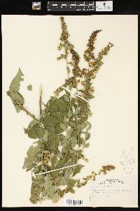 Solidago drummondii image