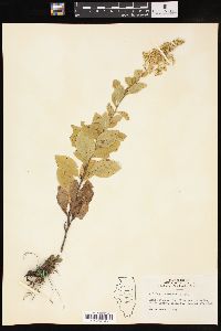 Solidago drummondii image