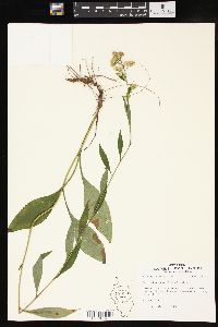 Solidago erecta image