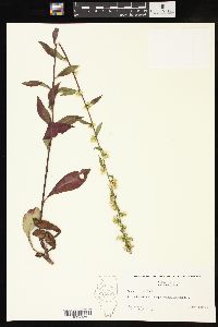 Solidago erecta image