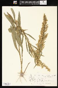 Solidago fistulosa image