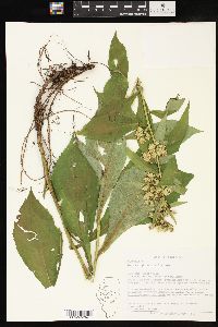 Solidago glomerata image