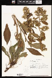 Solidago glomerata image