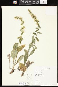 Solidago hispida image