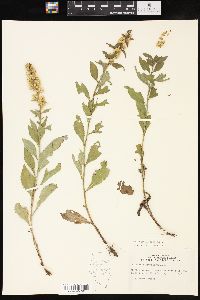 Solidago hispida image