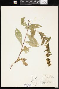 Solidago hispida image