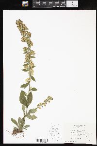 Solidago hispida image