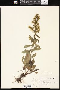 Solidago hispida image