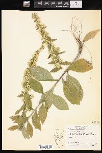 Solidago hispida image