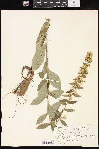 Solidago hispida image