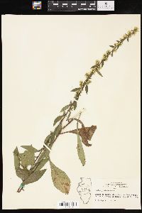 Solidago hispida image