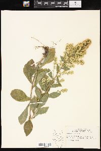 Solidago hispida image