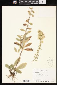 Solidago hispida image