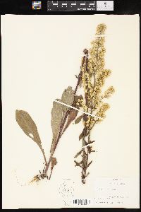 Solidago hispida image