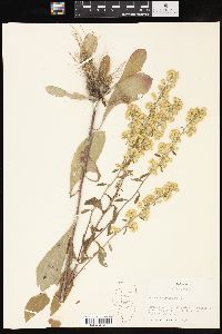 Solidago hispida image