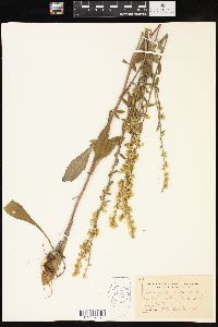 Solidago hispida image