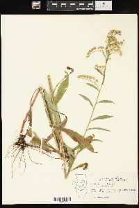 Solidago missouriensis var. fasciculata image