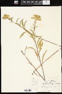 Solidago missouriensis var. fasciculata image