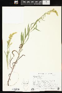 Solidago missouriensis var. fasciculata image