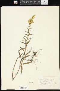 Solidago missouriensis var. fasciculata image