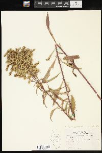 Solidago missouriensis var. fasciculata image