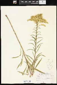 Solidago missouriensis var. fasciculata image