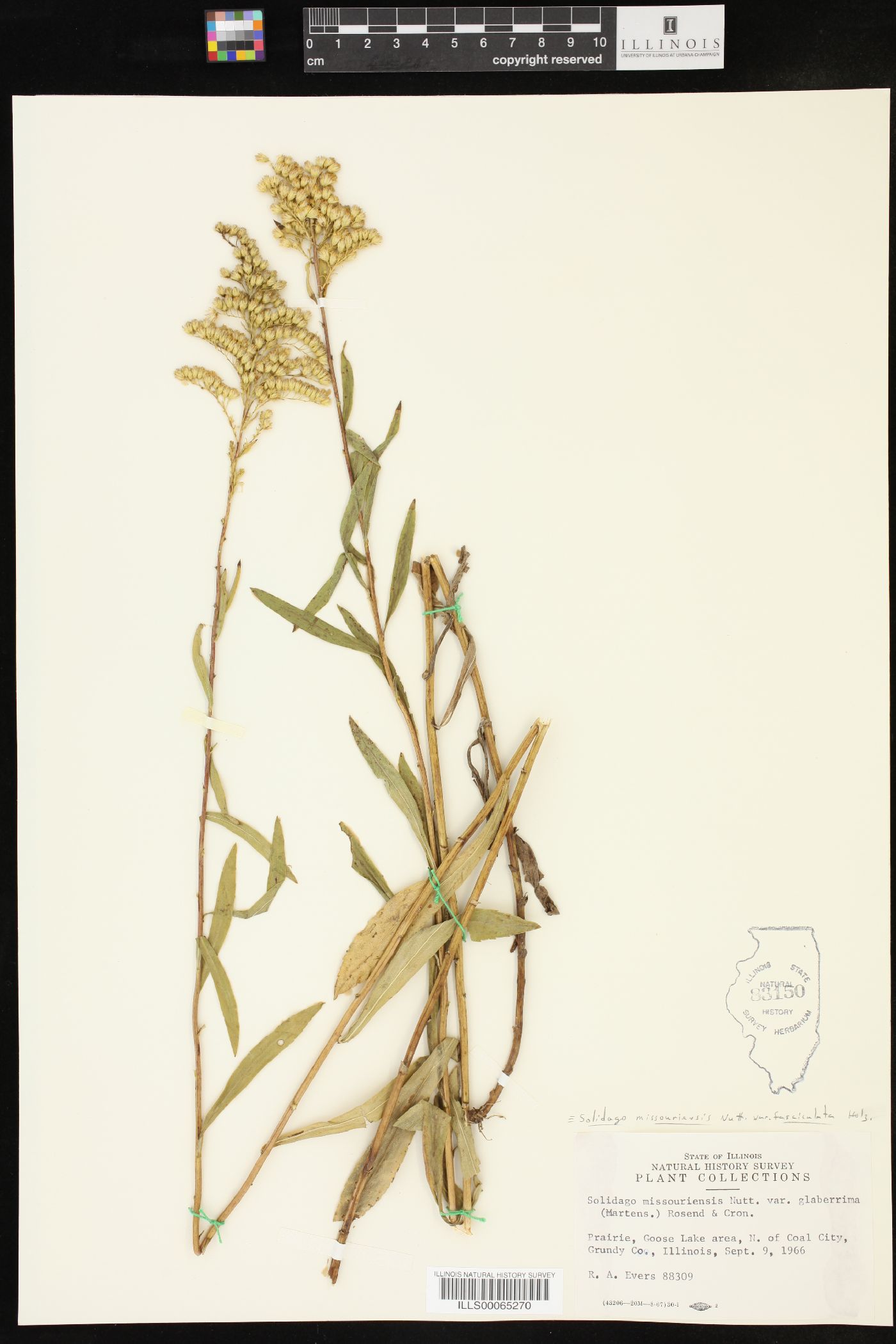 Solidago missouriensis var. fasciculata image