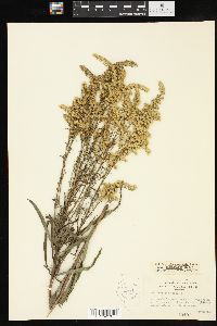 Solidago missouriensis var. fasciculata image