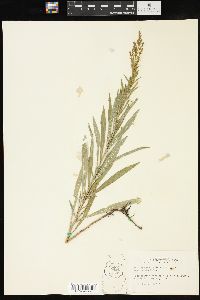 Solidago missouriensis var. fasciculata image