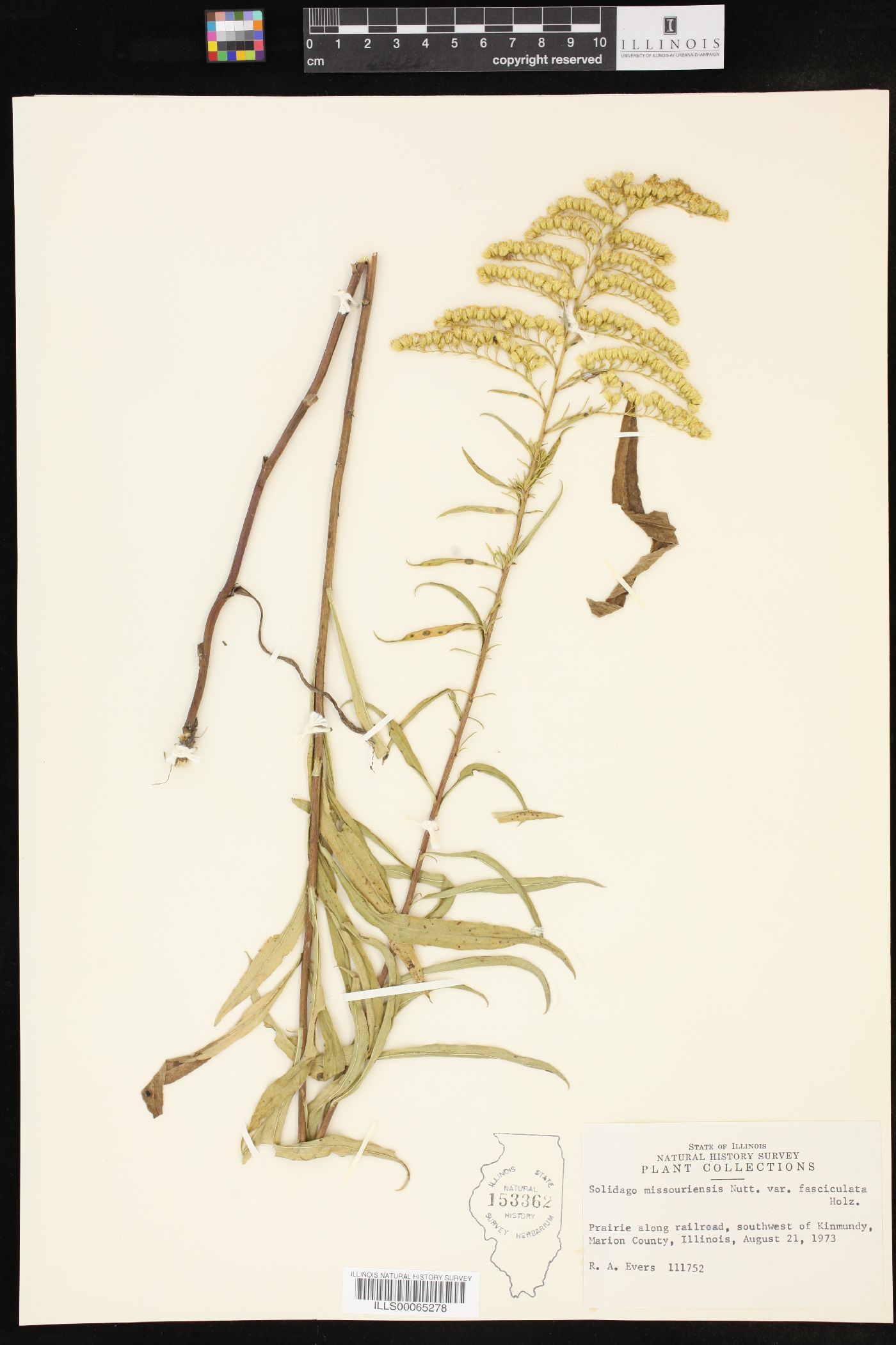 Solidago missouriensis var. fasciculata image