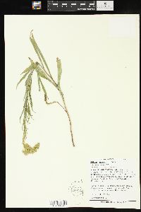 Solidago missouriensis var. fasciculata image