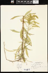 Solidago missouriensis var. fasciculata image